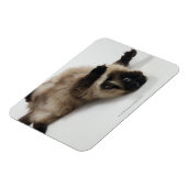 Himalayan Cat Lying auf seinem Rücken Magnet (Linke Seite)