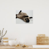 Himalayan Cat Lying auf seinem Rücken Poster (Küche)
