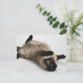 Himalayan Cat Lying auf seinem Rücken Postkarte (Stehend Vorderseite)