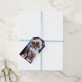 Himalayan Kitten Present blue bow Geschenkanhänger (Mit Garn)