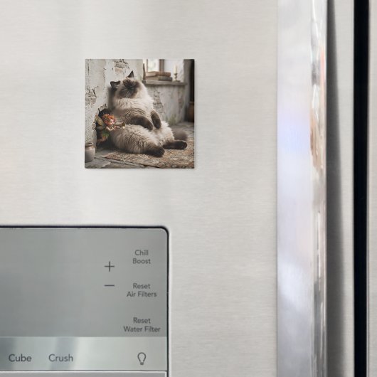 Himalayan-Kitty und Pixie werden überrascht Magnet (In Situ (Kühlschrank))