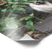 Himalayan-Mix-Katze Fotodruck (Ecke)
