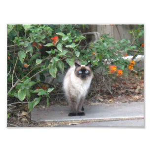 Himalayan-Mix-Katze Fotodruck