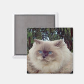 Himalayan Persian Cat Magnet (Vorderseite/Rückseite)