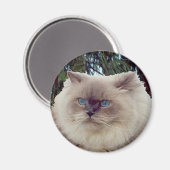 Himalayan Persian Cat Magnet (Vorderseite/Rückseite)