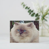Himalayan Persian Cat Postkarte (Stehend Vorderseite)