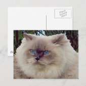 Himalayan Persian Cat Postkarte (Vorne/Hinten)