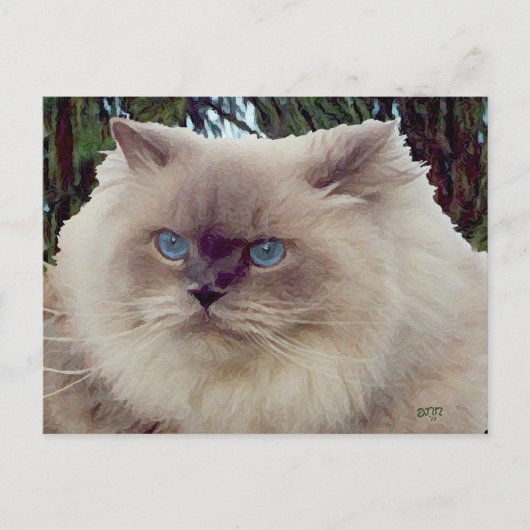Himalayan Persian Cat Postkarte (Vorderseite)