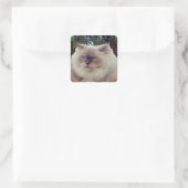 Himalayan Persian Cat Quadratischer Aufkleber (Tasche)