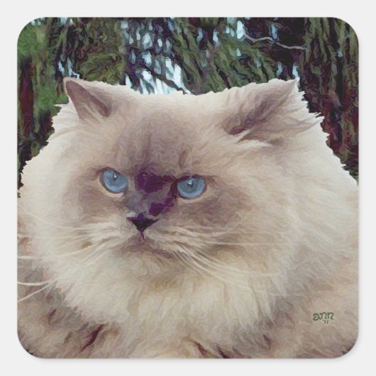 Himalayan Persian Cat Quadratischer Aufkleber (Vorderseite)