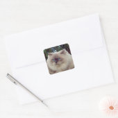 Himalayan Persian Cat Quadratischer Aufkleber (Umschlag)