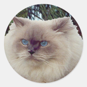 Himalayan Persian Cat Runder Aufkleber