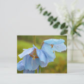 Himalayan Poppies Postcard Postkarte (Stehend Vorderseite)