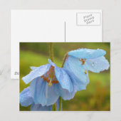 Himalayan Poppies Postcard Postkarte (Vorne/Hinten)