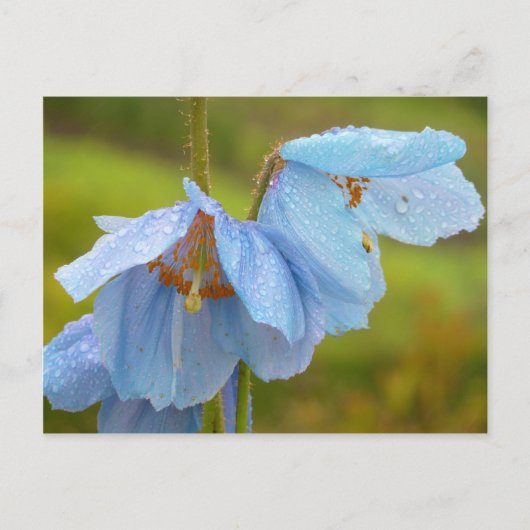 Himalayan Poppies Postcard Postkarte (Vorderseite)