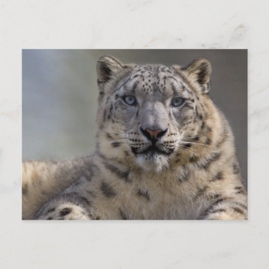 Himalayan Prince Postcard Postkarte (Vorderseite)