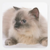 Himalayan Quadratischer Aufkleber (Vorderseite)