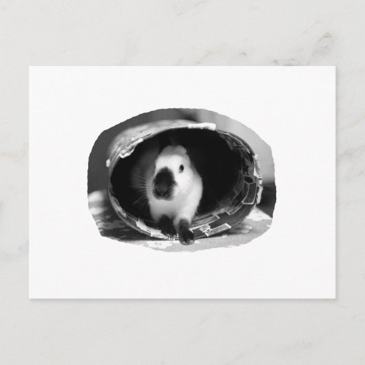 Himalayan Rabbit BW Foto in Rundform Postkarte (Vorderseite)