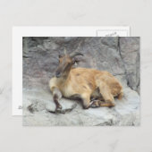 Himalayan Tahr Postcard Postkarte (Vorne/Hinten)