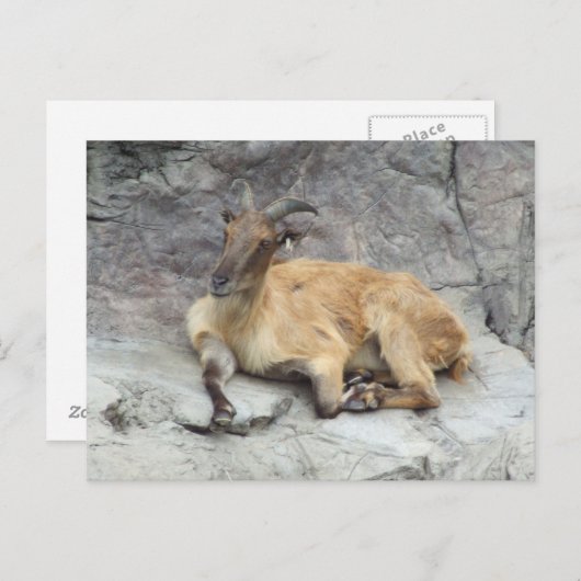 Himalayan Tahr Postcard Postkarte (Vorne/Hinten)