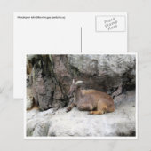 himalayan tahr postkarte (Vorne/Hinten)