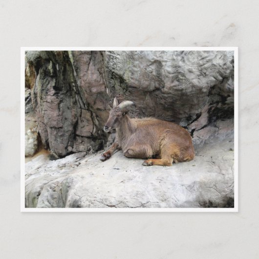himalayan tahr postkarte (Vorderseite)