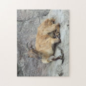 Himalayan Tahr Puzzle (Vertikal)