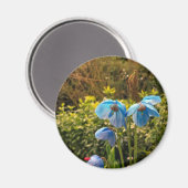 himalayischer Blaumohn Magnet (Vorderseite/Rückseite)