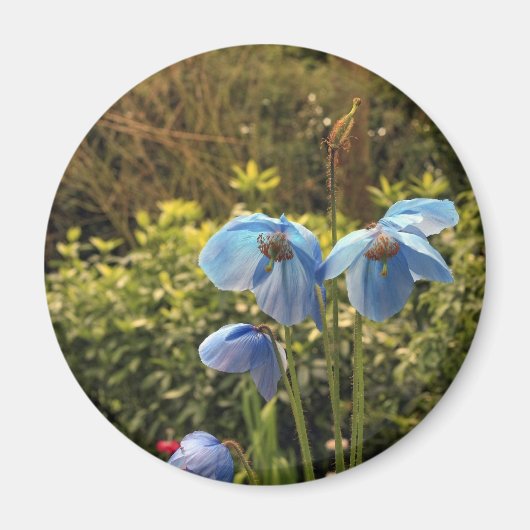himalayischer Blaumohn Magnet (Vorne)