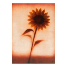 Himawari Sonnenblume Japanische Florale Abstraktio