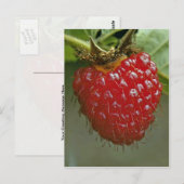 Himbeere aus Hawaii (Rubus hawaiiensis) Postkarte (Vorne/Hinten)