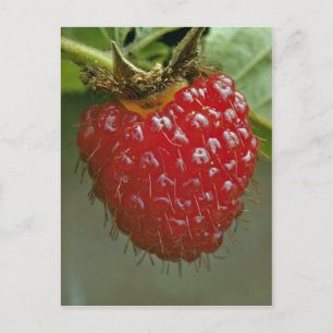 Himbeere aus Hawaii (Rubus hawaiiensis) Postkarte