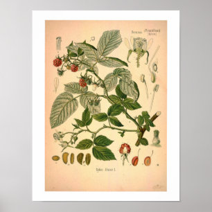 Himbeere Botanische Schrift Poster