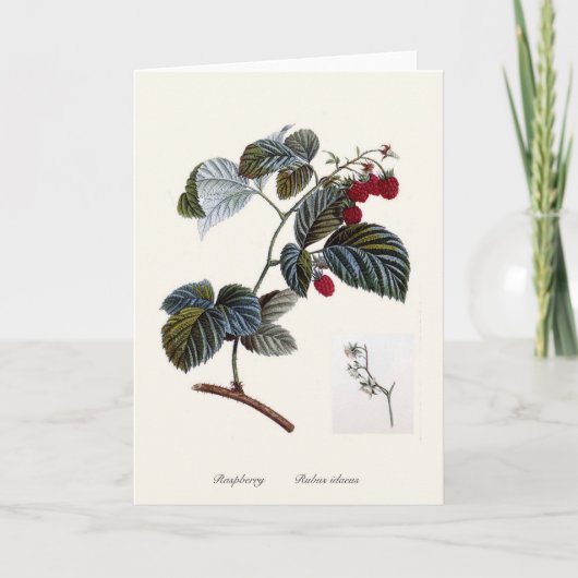 Himbeere Karte (Vorderseite)