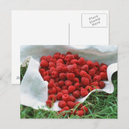 Himbeere Postkarte (Vorne/Hinten)