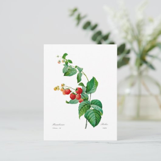 Himbeere Postkarte (Stehend Vorderseite)