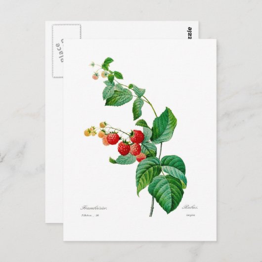 Himbeere Postkarte (Vorne/Hinten)