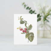 Himbeere (Rubus-SP.) durch Redouté Postkarte (Stehend Vorderseite)