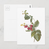 Himbeere (Rubus-SP.) durch Redouté Postkarte (Vorne/Hinten)