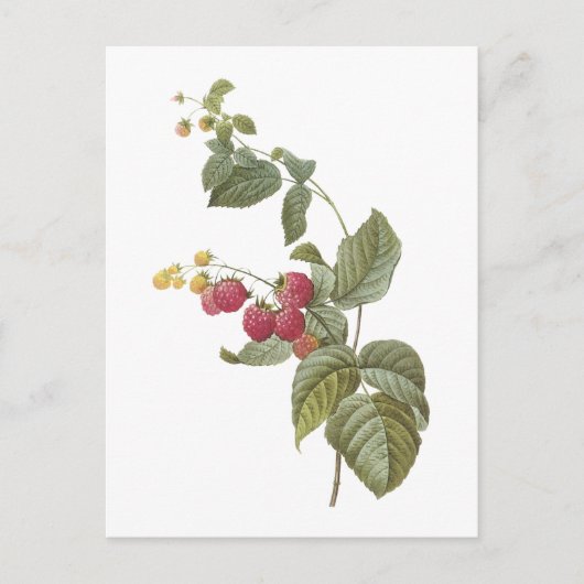 Himbeere (Rubus-SP.) durch Redouté Postkarte (Vorderseite)