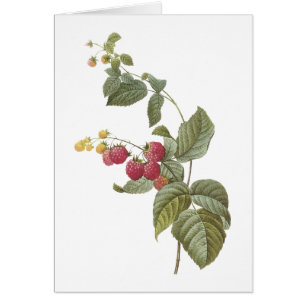 Himbeere (Rubus sp.) von Redouté