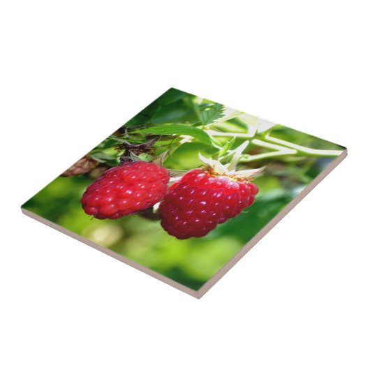Himbeeren Fliese (Seite)