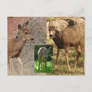 Himbeeren III Postkarte