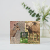 Himbeeren III Postkarte (Stehend Vorderseite)