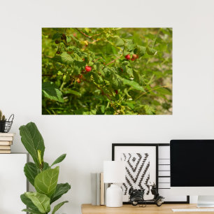 Himbeeren in den Alpen - Grün und Rot Foto Poster