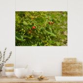 Himbeeren in den Alpen - Grün und Rot Foto Poster (Küche)