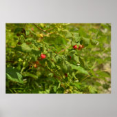 Himbeeren in den Alpen - Grün und Rot Foto Poster (Vorne)
