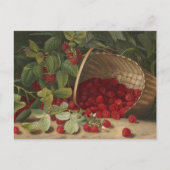 Himbeeren Postkarte (Vorderseite)