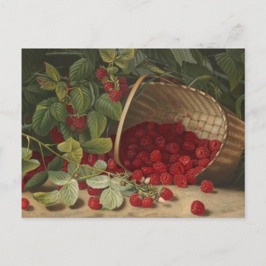 Himbeeren Postkarte (Vorderseite)