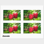 Himbeeren, rote Beeren, rote Früchte Rechteckiger Aufkleber (Blatt)
